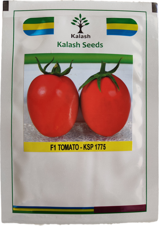 Kalash Seeds F1 Tomato KSP 1775