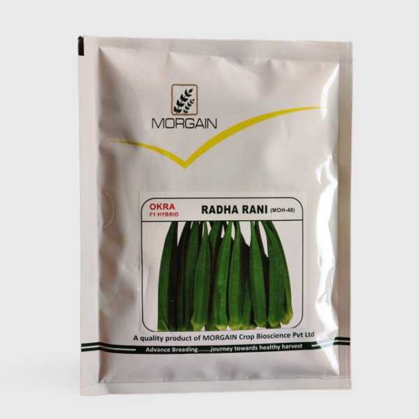 radha rani hybrid bhindi morgain