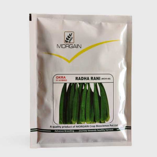 radha rani hybrid bhindi morgain