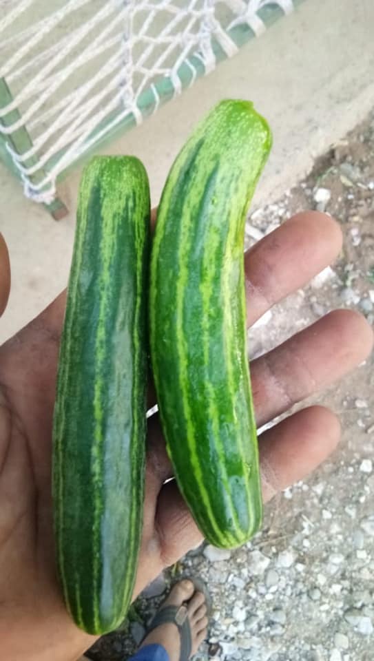 ksp 1375 desi kakdi cucumber