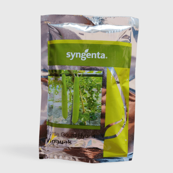 syngenta vinayak bottle gourd